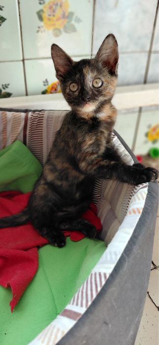 Кошенята на вдачу безкоштовно