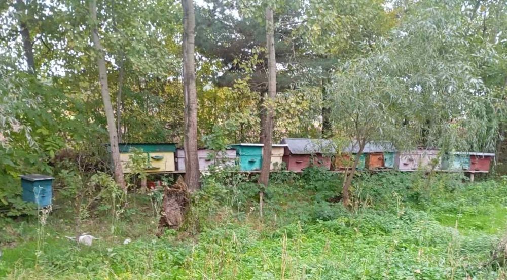 Продається пасіка