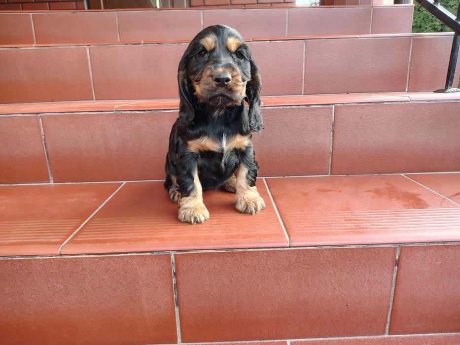 Cocker Spaniel piesek