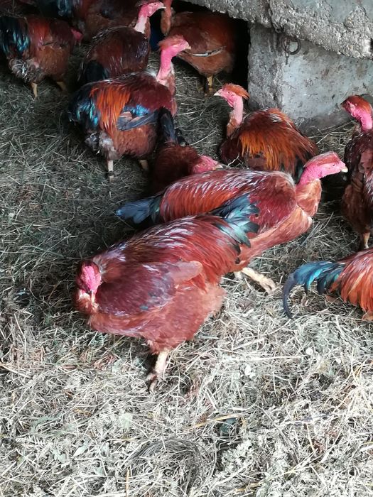 Galos capoes caseiros