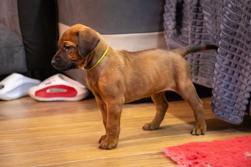 Rhodesian Ridgeback - suczka FCI