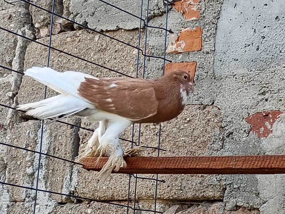 Sprzedam samicę garłoczke pomorska .