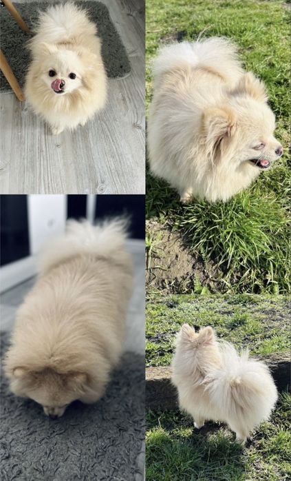 **Nero**Szpic miniaturowy, pomeranian, piesek