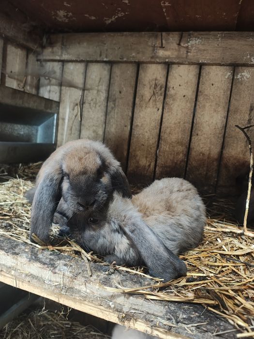 Sprzedamkróliki  samce i samiczki barany francuskie