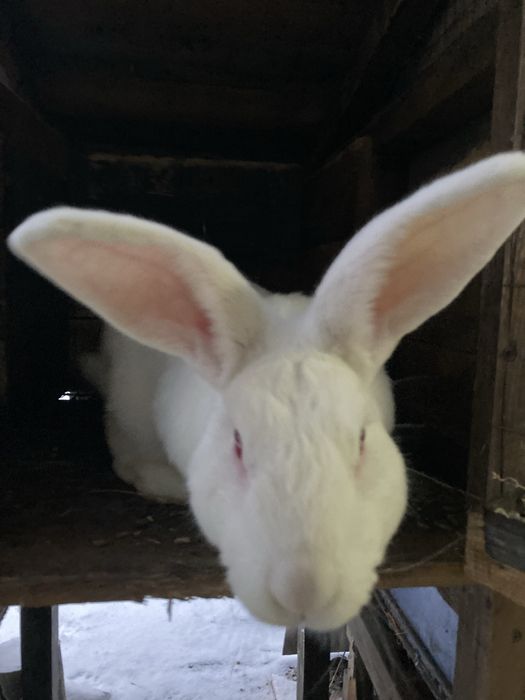 Продам помісних кроликів.