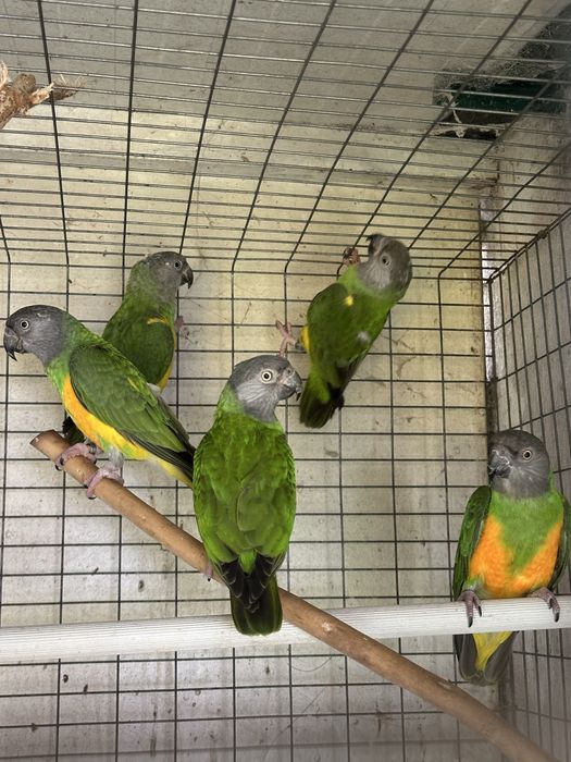 Papagaios do Senegal