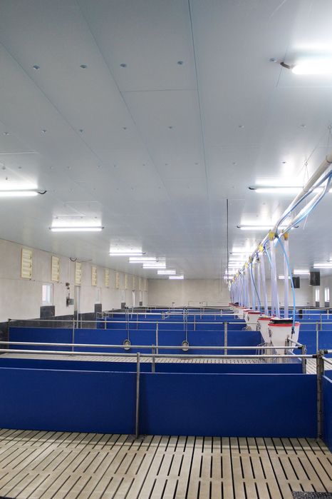 Podsufitka do Budynków Inwentarskich i Magazynowych Styrodur XPS AGRO