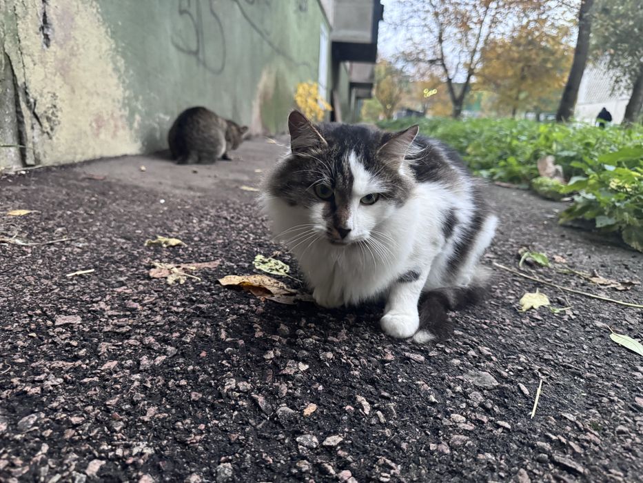 Шукаємо дім котам