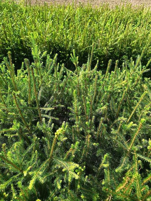 Świerk pospolity 4.0 35 cm - 70 cm sortowane