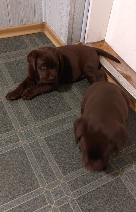 Labrador Retriever Rezerwacja PIES