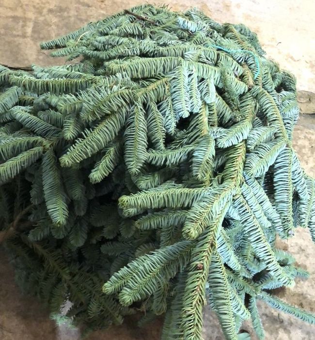 Нобіліс, ель, сосна, ялинка