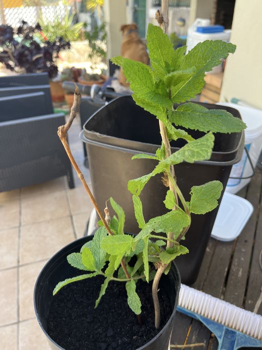 Hortela em vaso