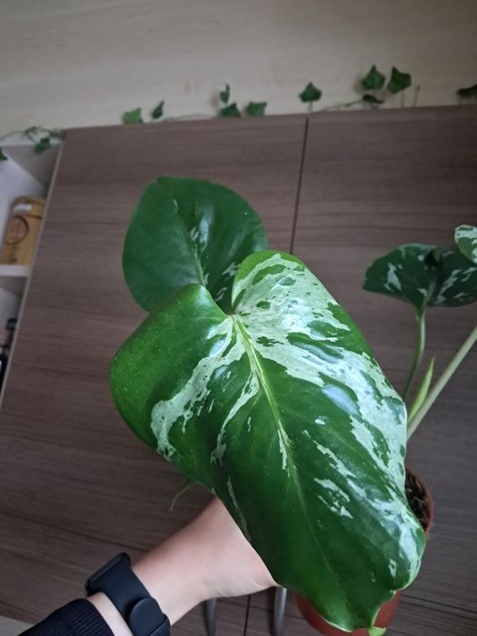 Monstera bulbasaur ukorze iona sadzonka