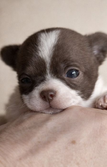 Chihuahua krótkowłosy – wyjątkowy chłopczyk biało-czekoladowy