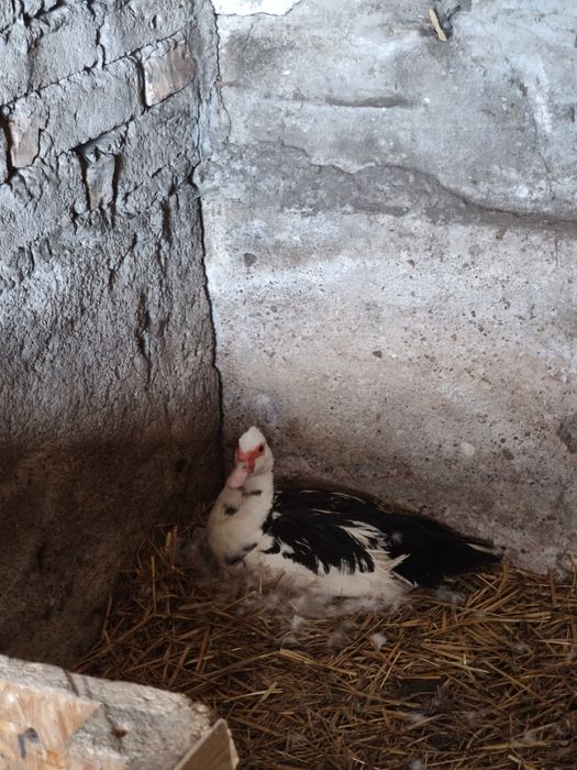 Sprzedam kaczki cena od 20 zł