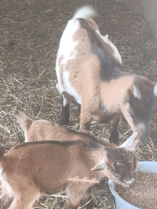 Vendo cabrita  anãs  com um casal