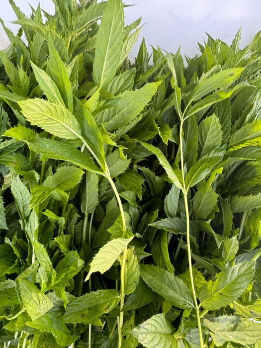 Мʼята сушена (перцева)