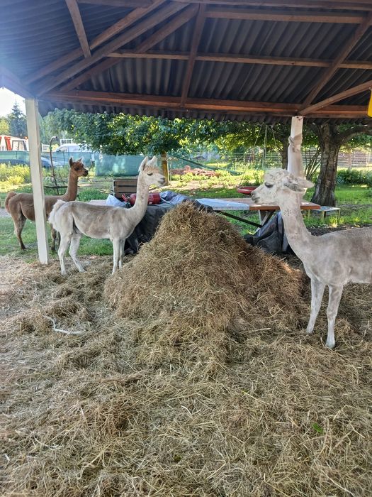 Akpaki samce i Lama samiczka