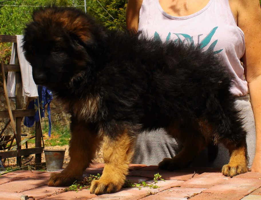 Owczarki niemieckie długowłose potężne linia Zw Świata FCI