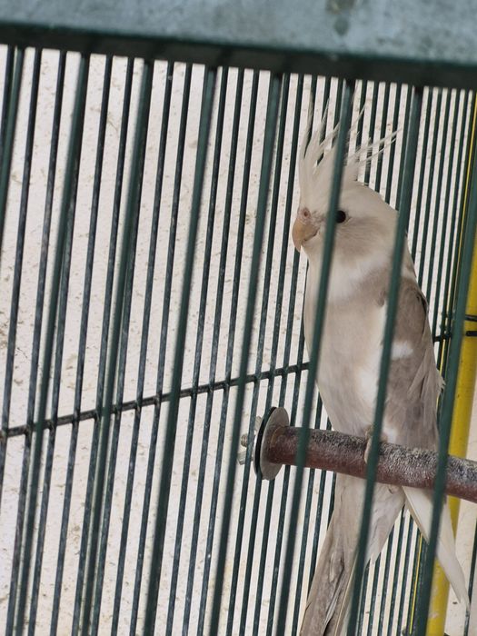 Caturra arlequim canela