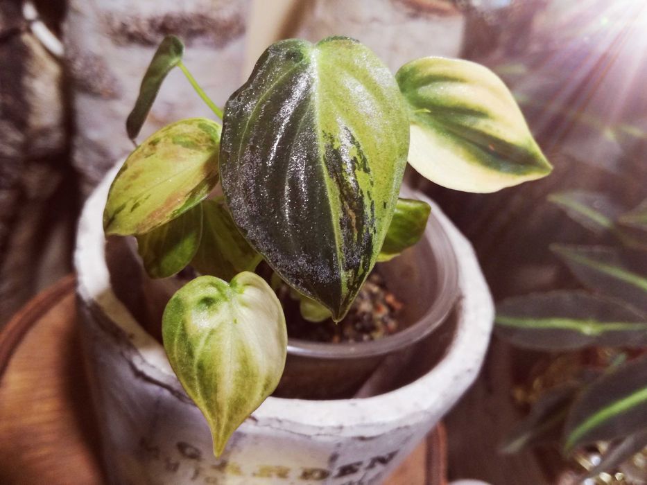 philodendron micans standort Philodendron Micans Variegata