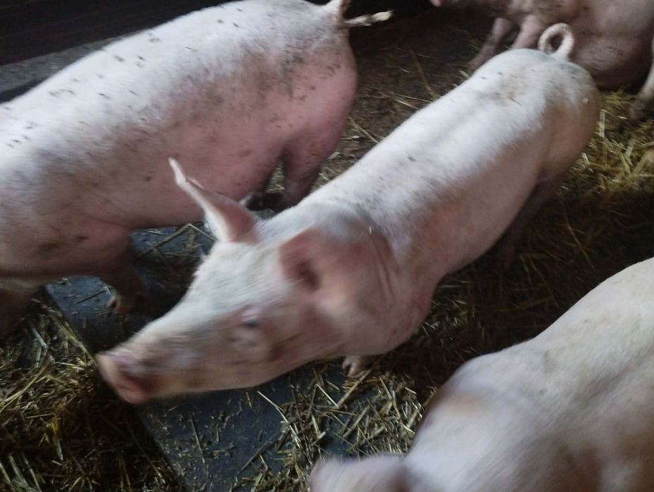 Prosięta, warchlaki