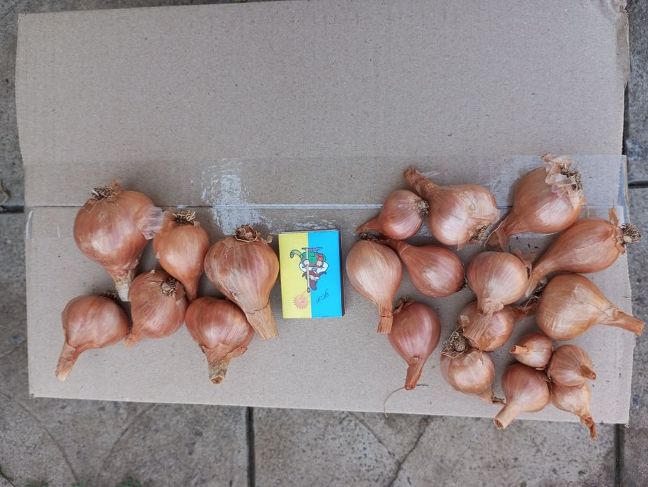 Продам  кущовку, насіння цибулі2025рік