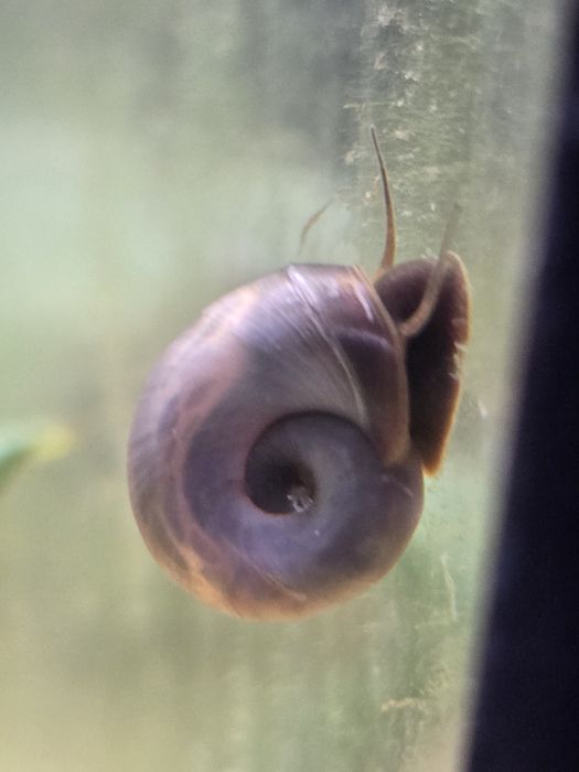 Planorbis azuis raros para aquário