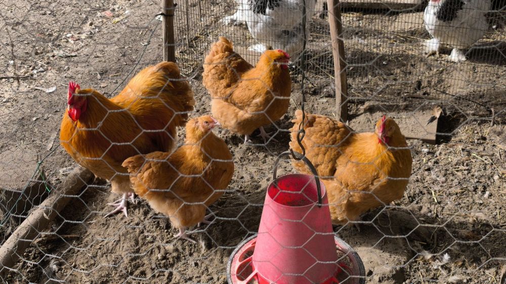 Ovos galados galinhas de raça