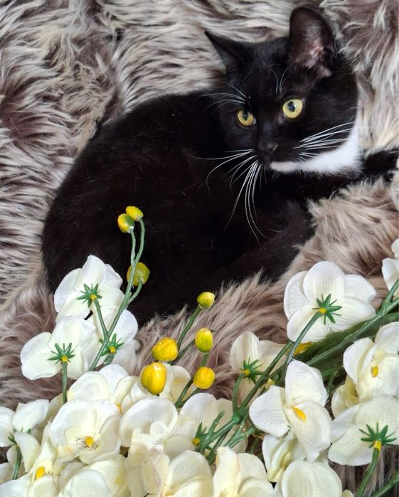 Luna szuka domku