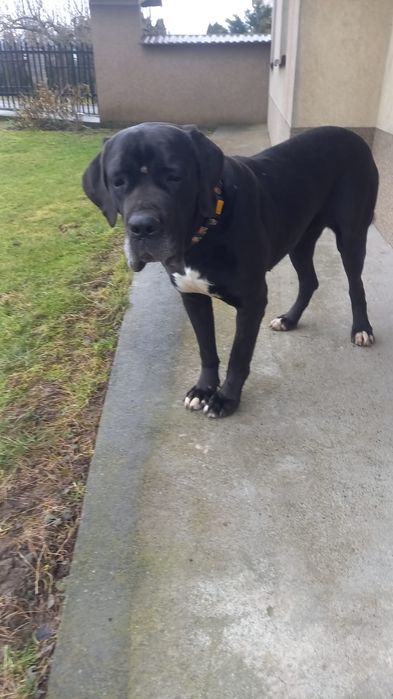 Jenny suka o wielkim sercu