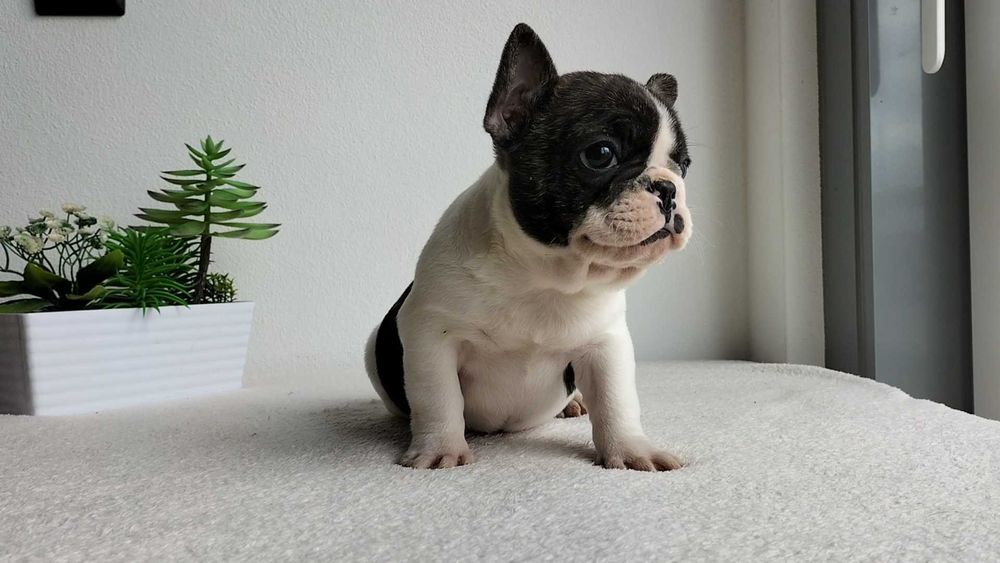 Bouledogue Francês macho com LOP (Pedigree) e Afixo
