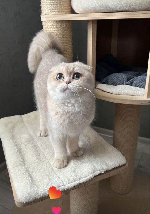 Шотландські котики з документами