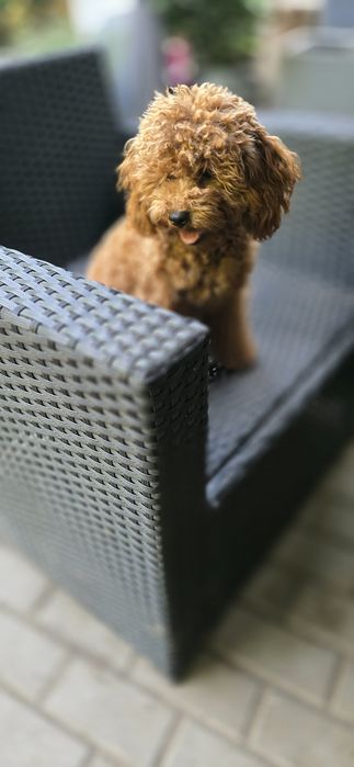 Cavapoo/ zwolniona rezerwacja / dziewczynka po wszystkich szczepieniach