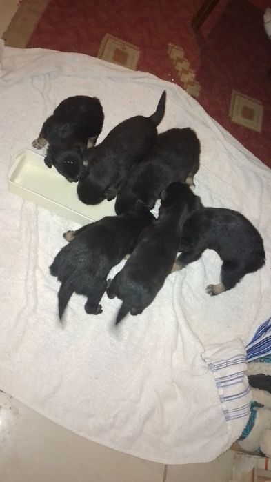 Тато Німецький вівчар 

Народилися 30.12.