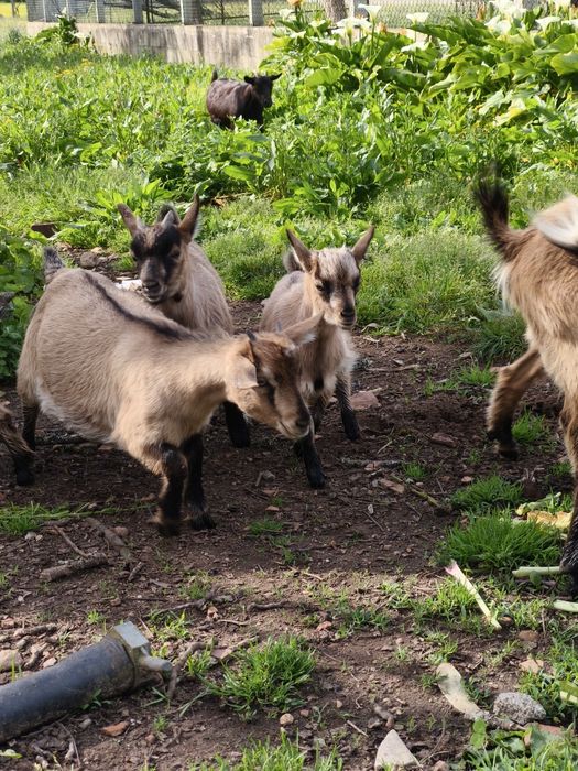 Vendo cabritos anões machos e fêmeas