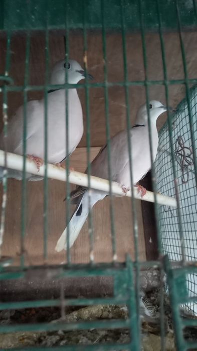 Rolas mansas para venda