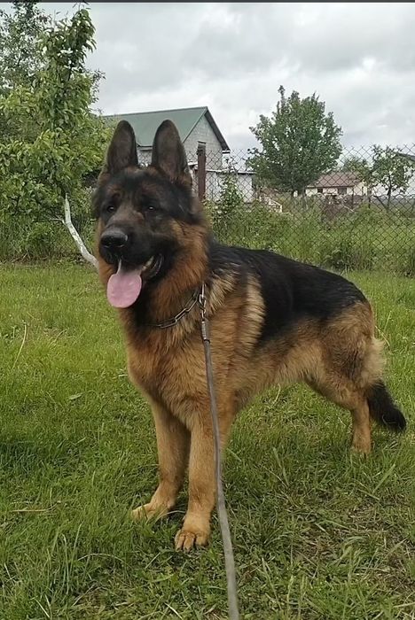 Німецька Вівчарка з документами КСУ