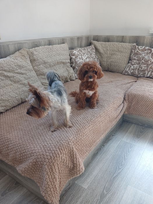 Перетримка собак до 12 кг.  Готель, догсіттер, передержка. Фото/відео