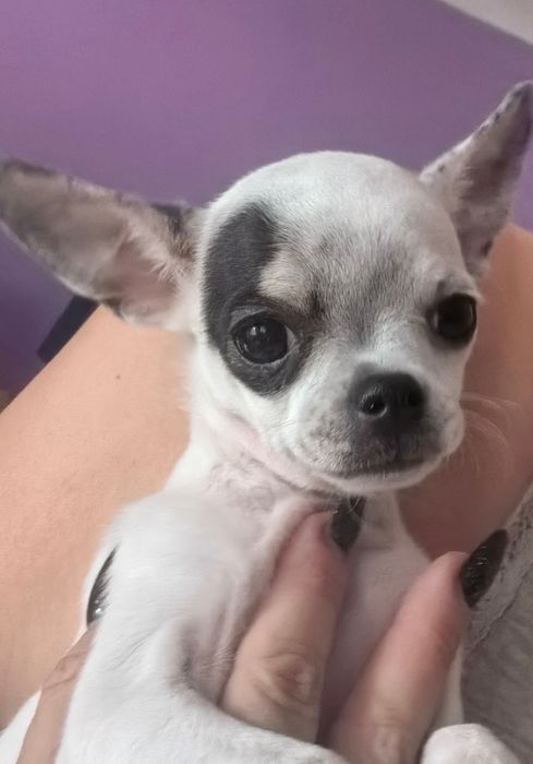 Chihuahua. Biała w czarne łatki