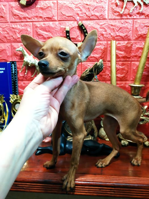 Яркая мини кроха с гарантией экстерьера! Питомник! Док.КСУ,чип,привита