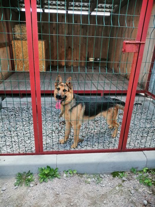 Гостиница (передержка) для собак, животных. Вязка собак.