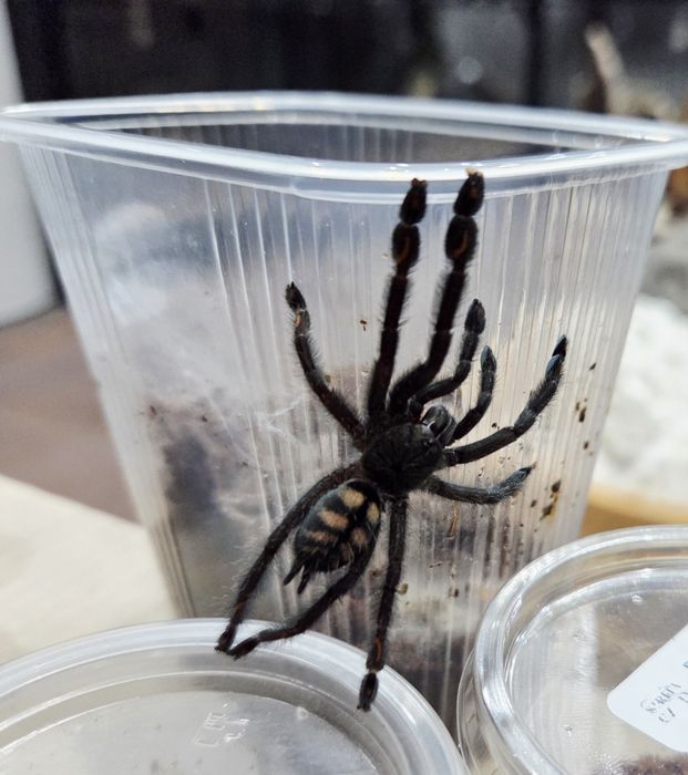 Ptasznik Psalmopoeus irminia samiec 3DC