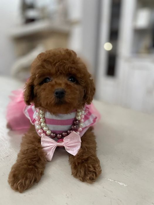 Дивовижна дівчина той пудель .