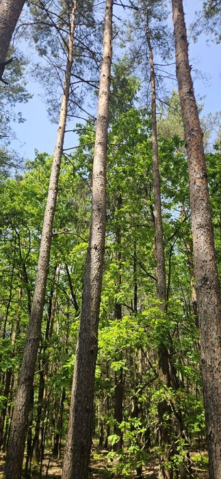 Działka leśna/las