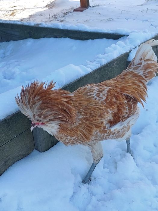 Kogutki czubatka wielbłądzia