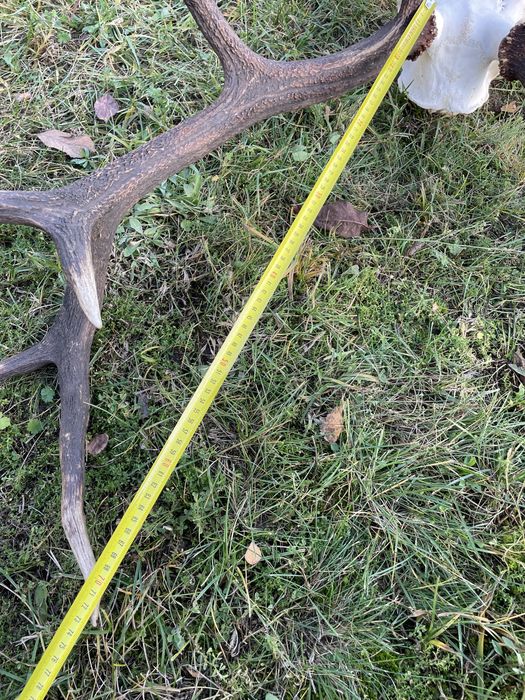 Trofeum wieniec jelenia 12-stak regularny poroże jeleń rogi nr 52