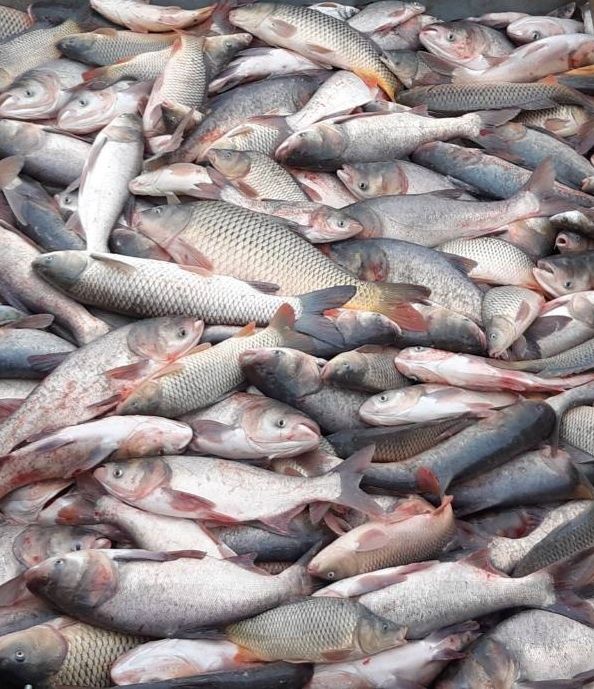 Рыба.Толстолоб оптом.