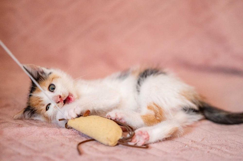 Bajkowe kociaki szukają domów jak ze snu.