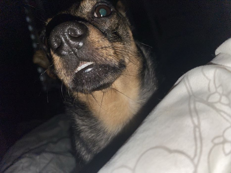 Oddam mloda suczke ma dwa latka .